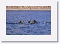 Day2-AM-LasAnimas - 22 * California Sea Lions. * California Sea Lions.